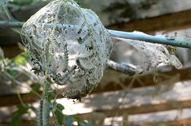 Destruction de nids de chenilles Médoc